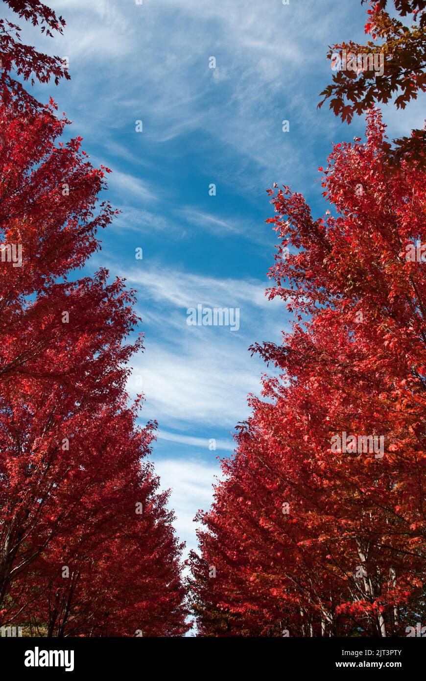 Autumn maple leaves Montreal, Quebec, Canada Stock Photo Alamy