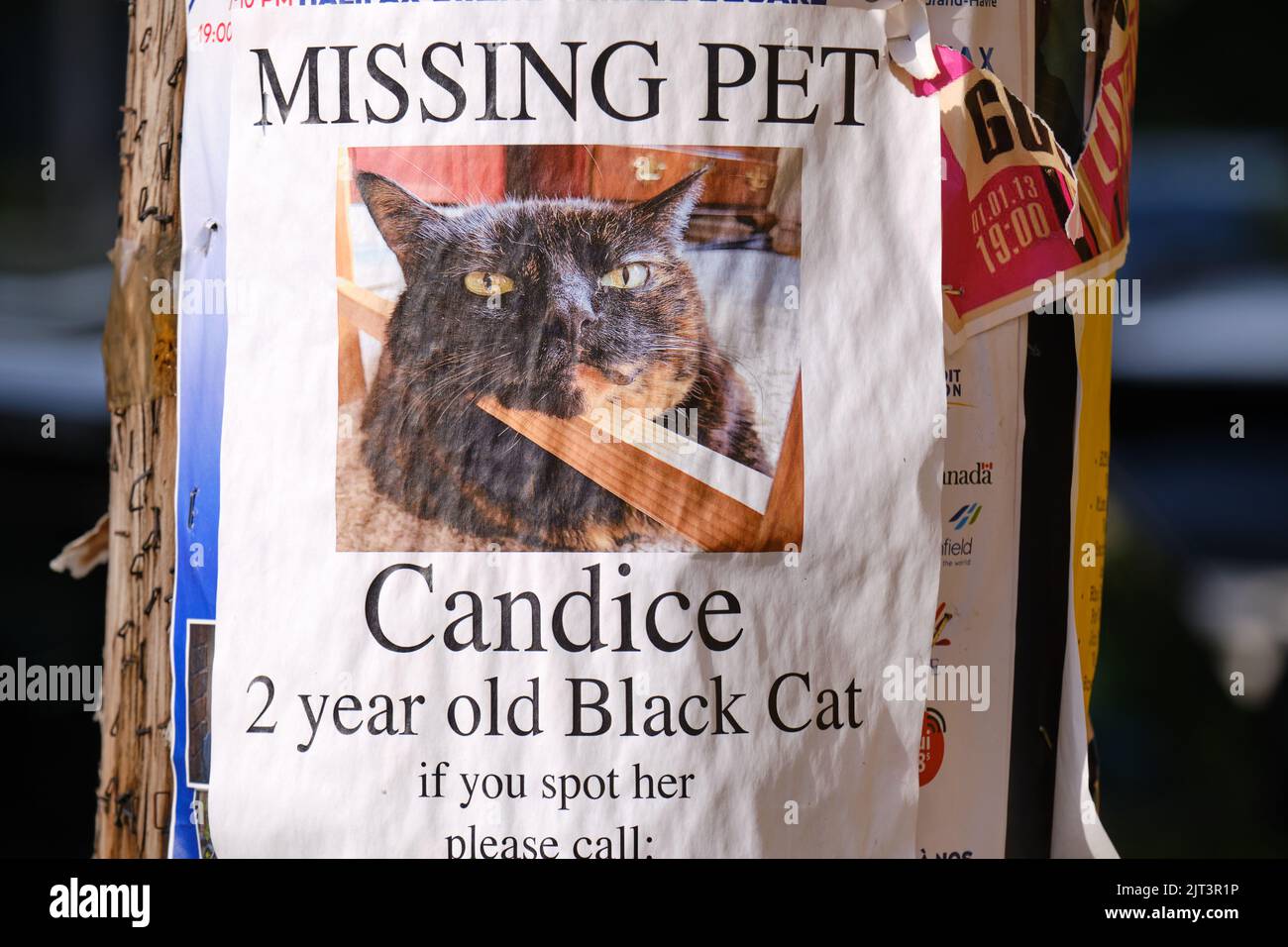 Missing Pet Cat poster on an electrical pole Stock Photo