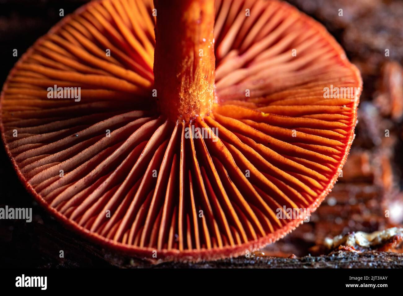 Close-up of the underside of a colorful gilled mushroom cap - North Carolina, USA Stock Photo