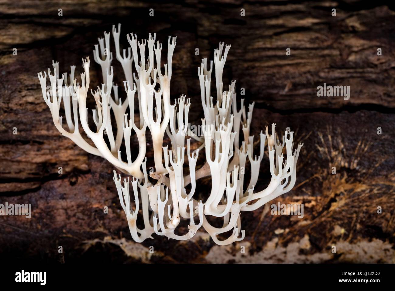 Crown-tipped Coral Fungus or Crown Coral Fungus (Artomyces pyxidatus) - DuPont State Recreational Forest - Cedar Mountain, near Brevard, North Carolin Stock Photo