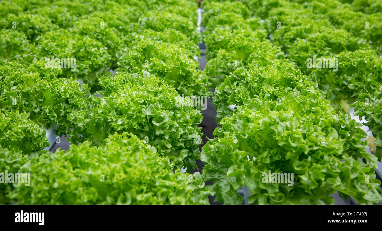 Global food shortages are growing due to the shock of the war in