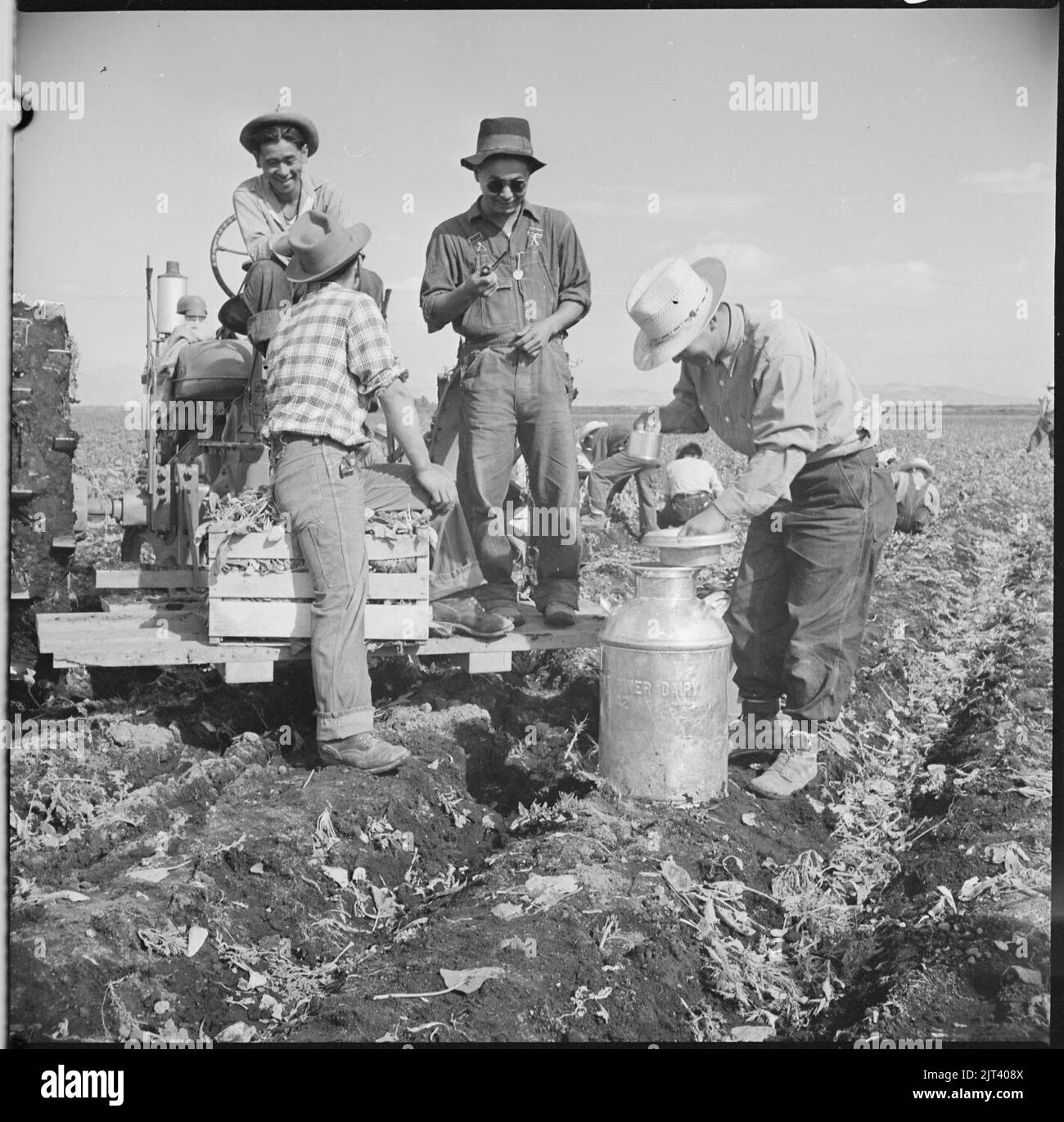 Tule Lake Relocation Center, Newell, California. Evacuee spinach