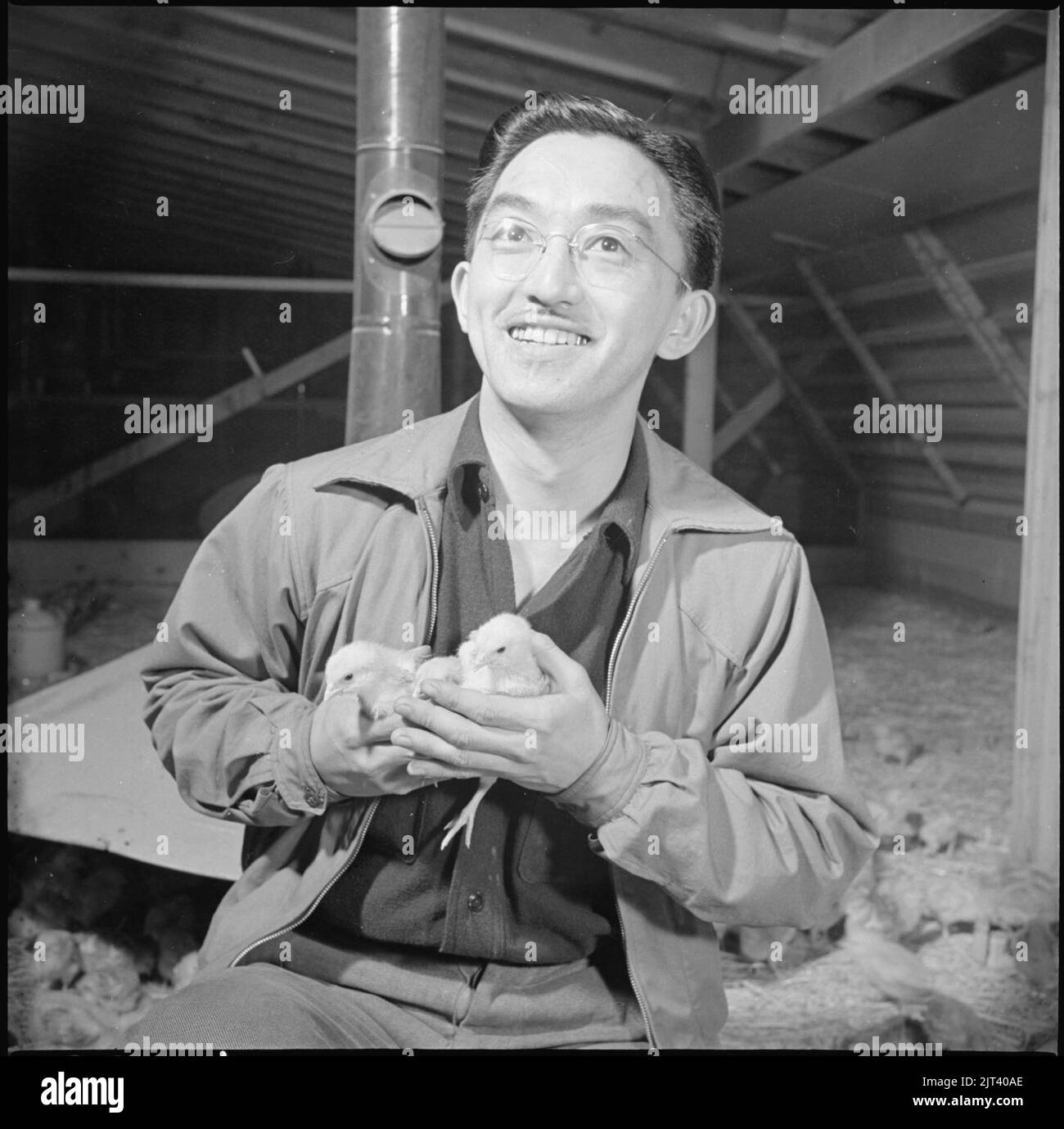 Tule Lake Relocation Center, Newell, California. Harry Makino, general manager of the poultry farm . . . Stock Photo