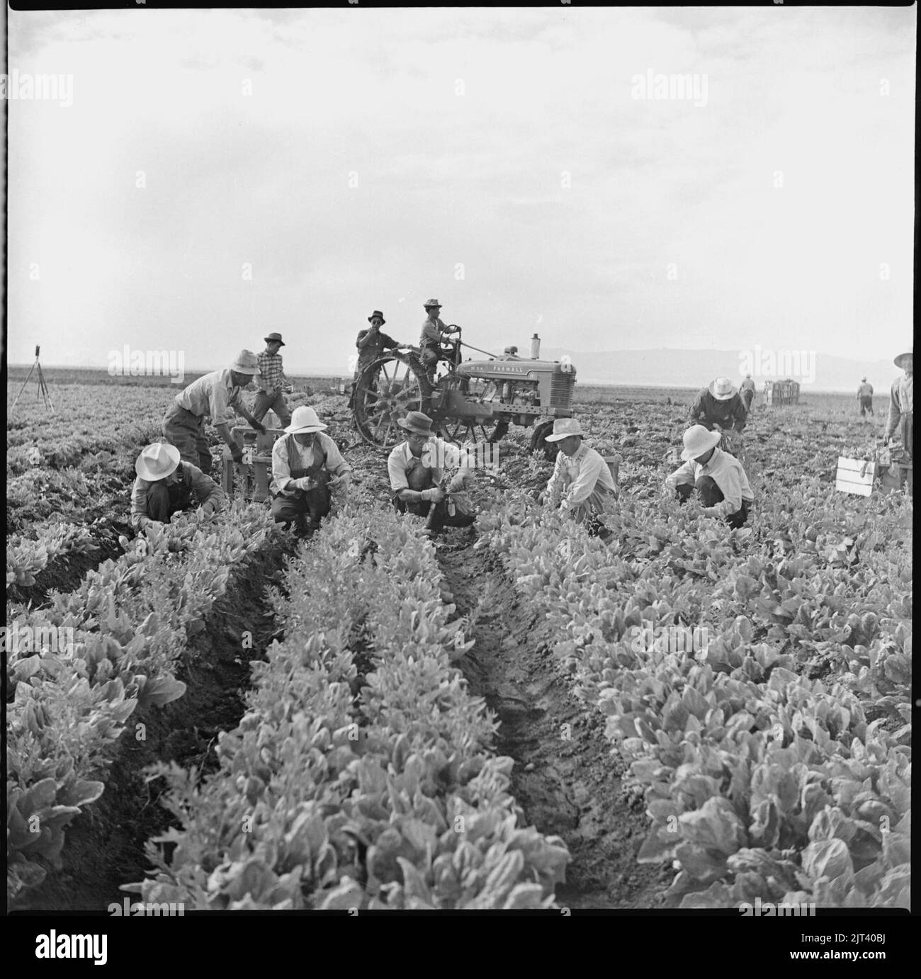 Tule Lake Relocation Center, Newell, California. Harvesting spinach