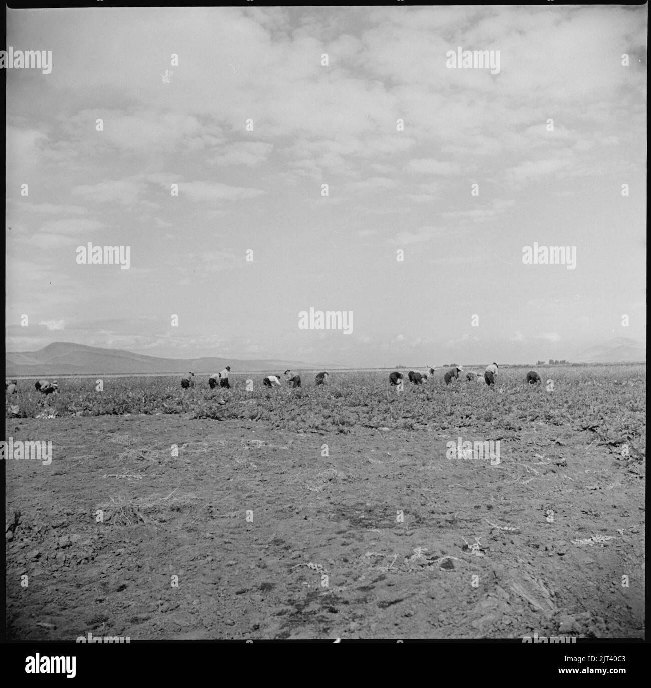Tule Lake Relocation Center, Newell, California. Harvesting turnips