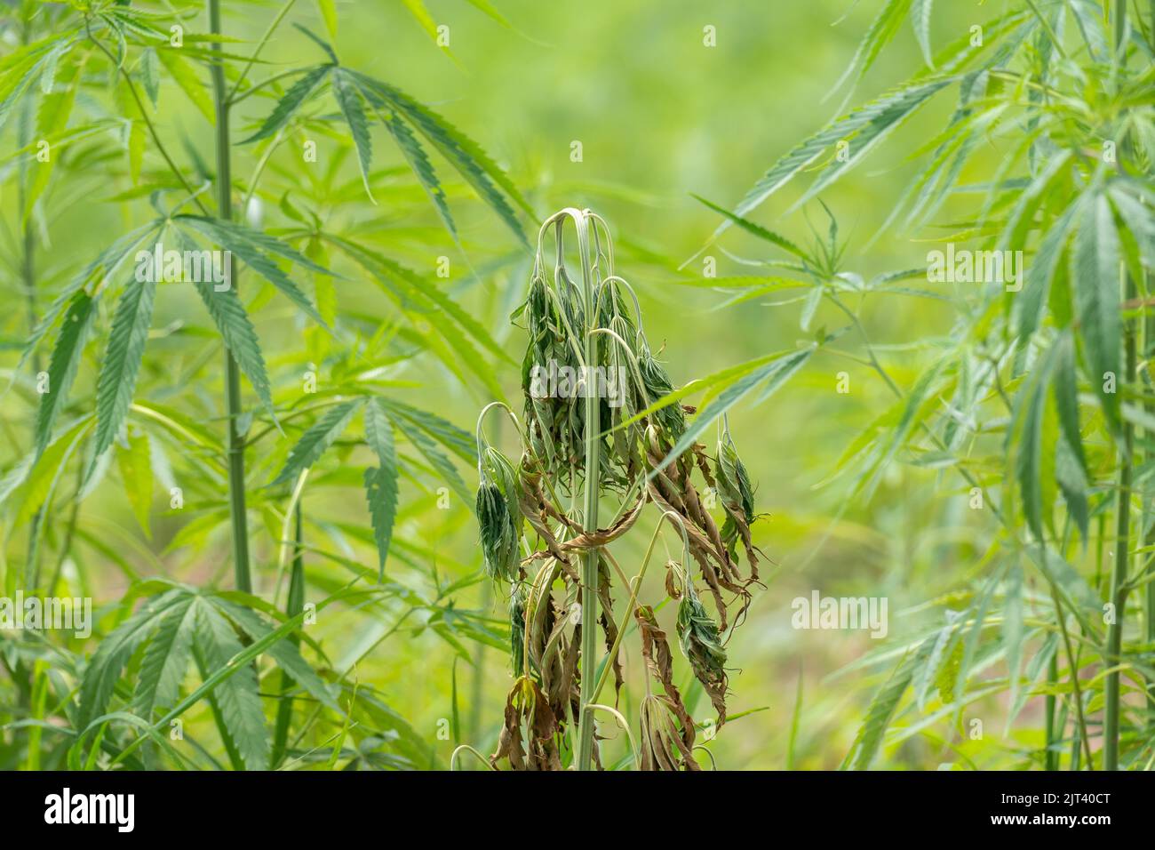 Fusarium wilt disease of cannabis in field caused by fungi and over watering. Stock Photo