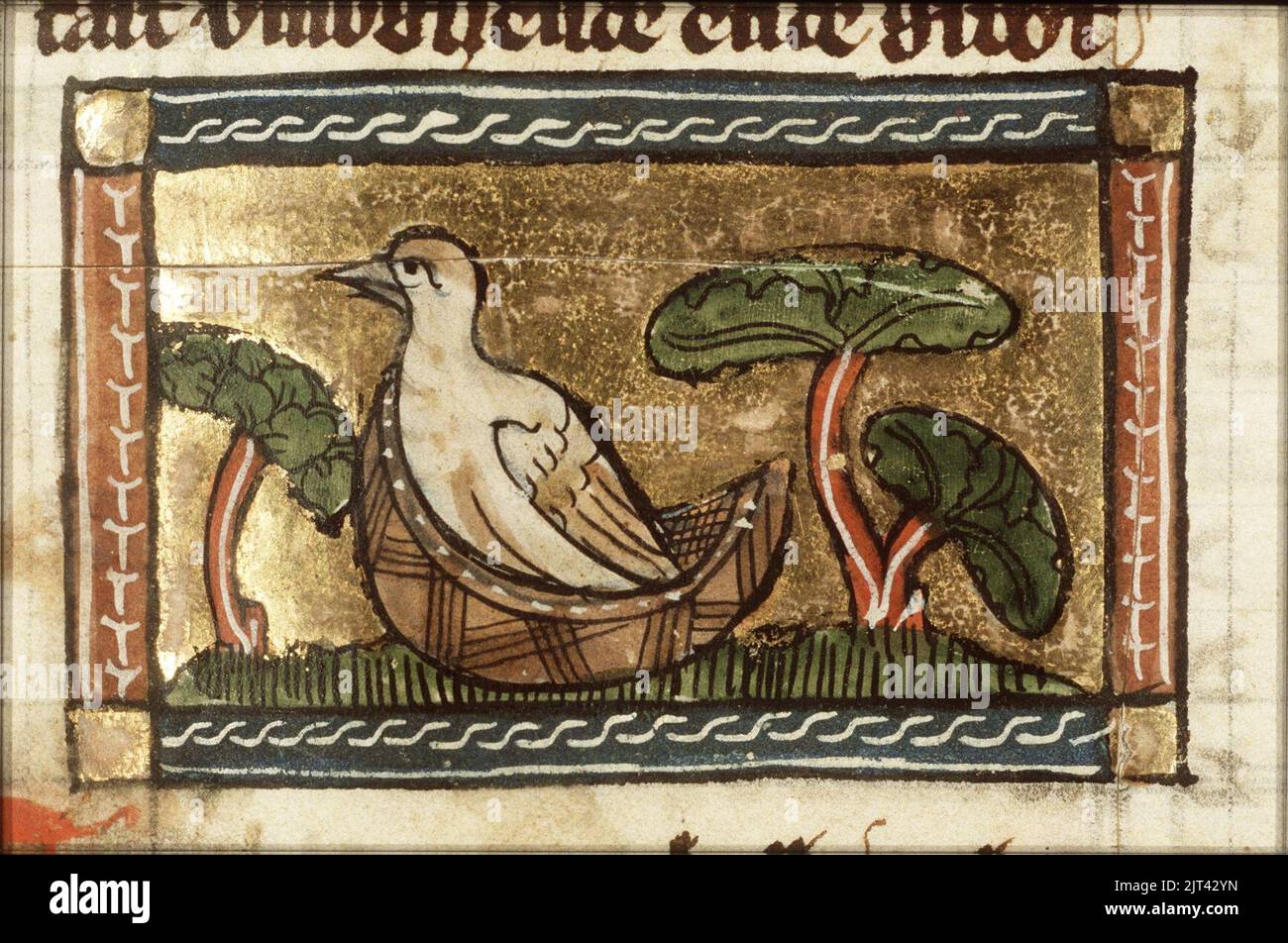 Turdus (thrush) - Der naturen bloeme - Jacob van Maerlant - KB KA 16 ...