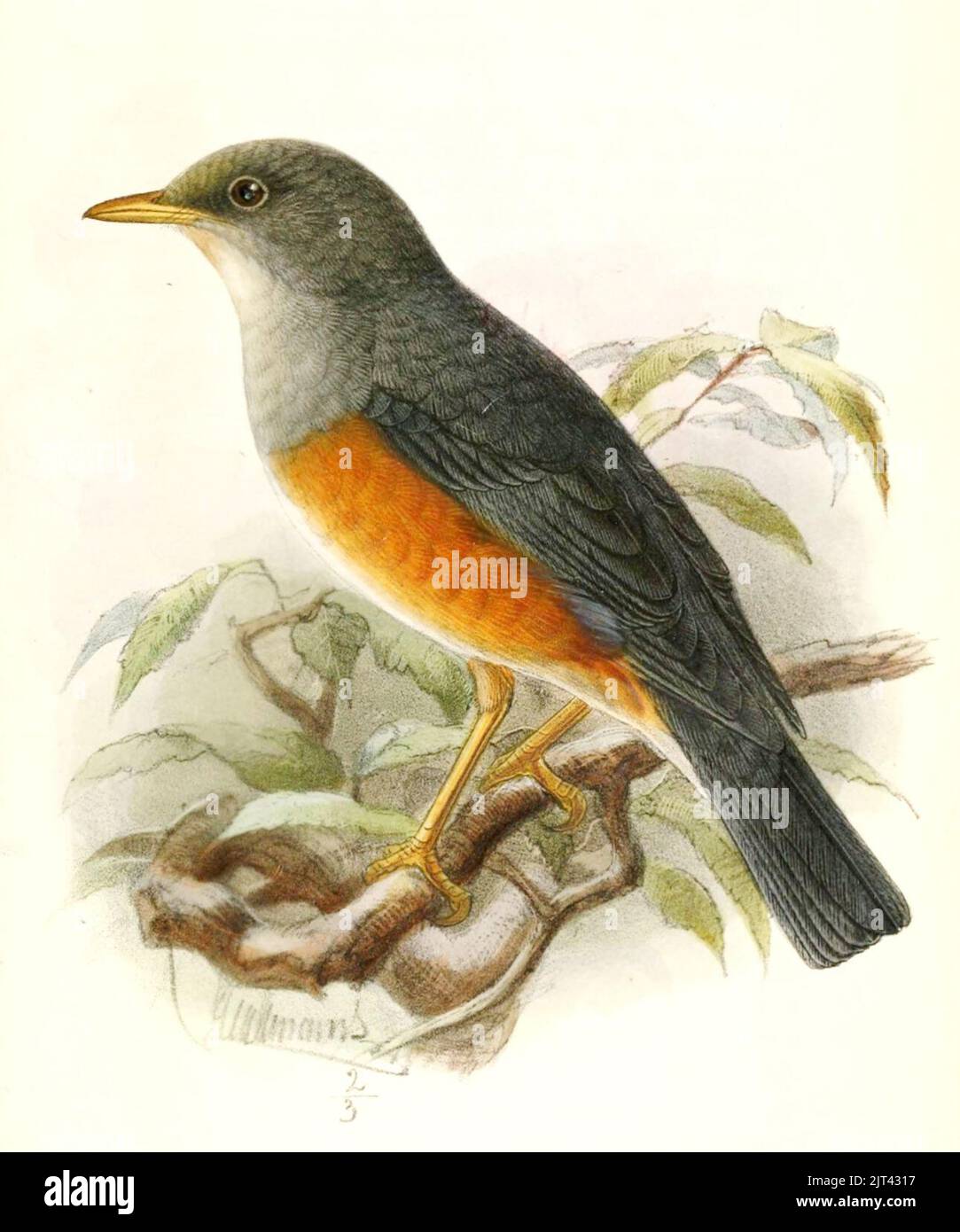 Turdus pelios 1874. Stock Photo