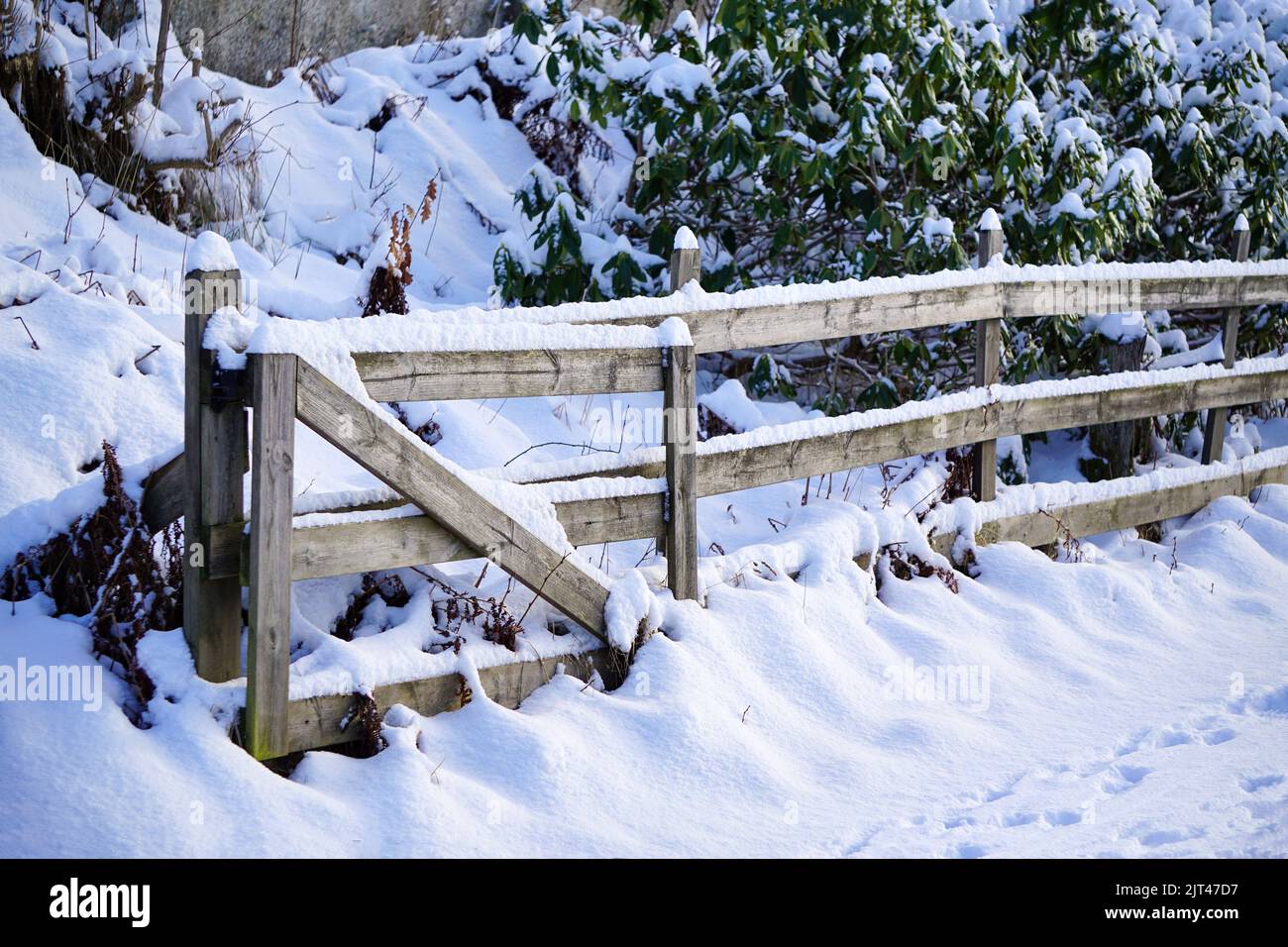 Rail fence with fresh snow and snow covered trees Stock Photo - Alamy