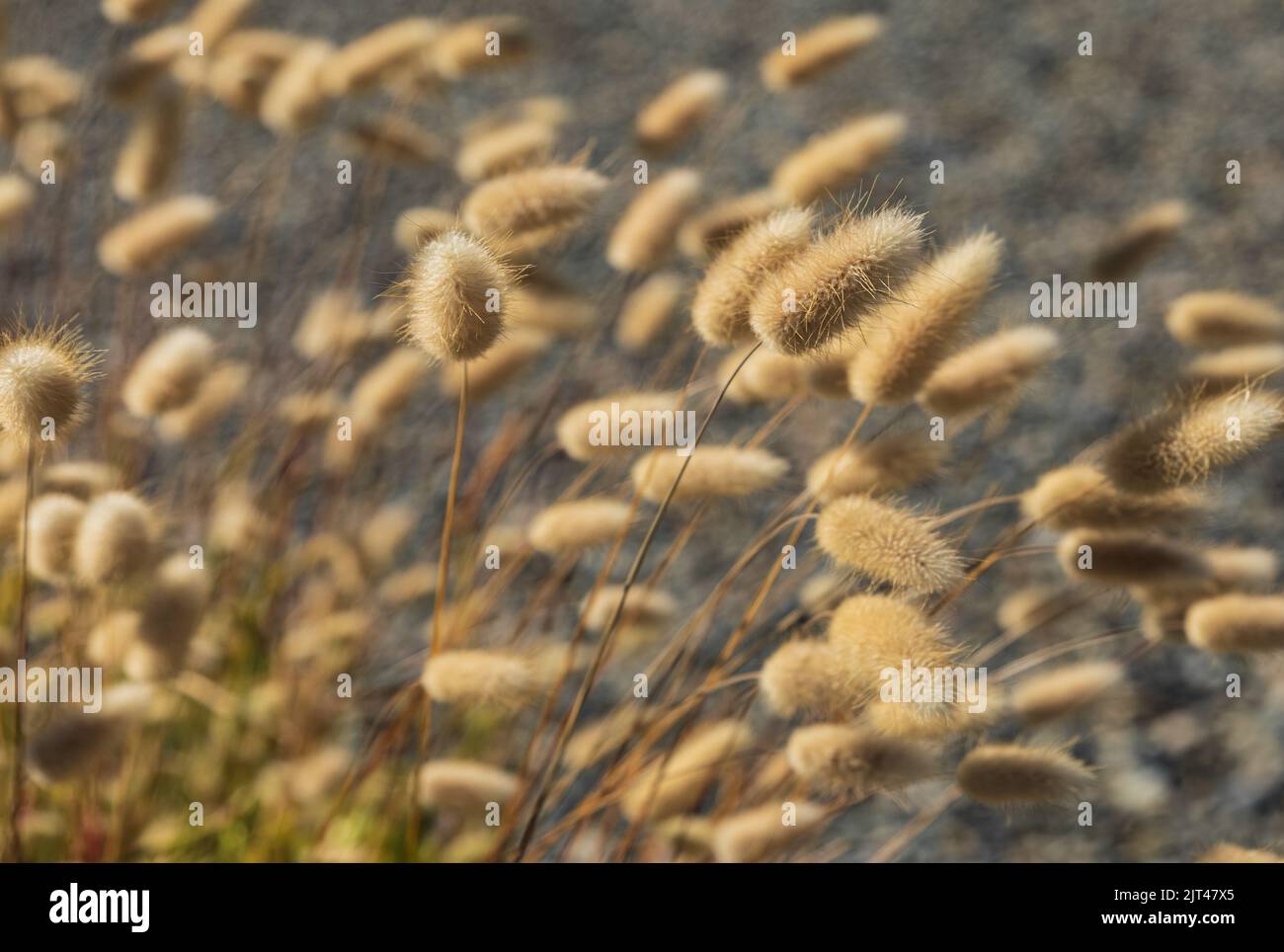 Bunnytail, hare's-tail, hare's-tail grass, Lagurus ovatus, Australian wild plant in natural outdoor environment fills the frame, selective foreground Stock Photo