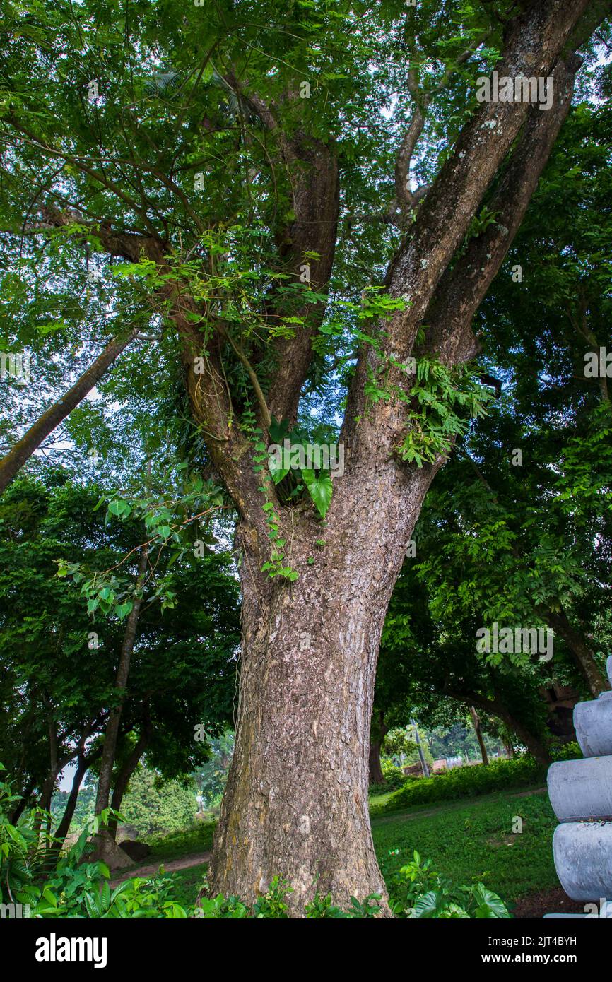 the biggest tree in the forest with a greenery view Stock Photo Alamy