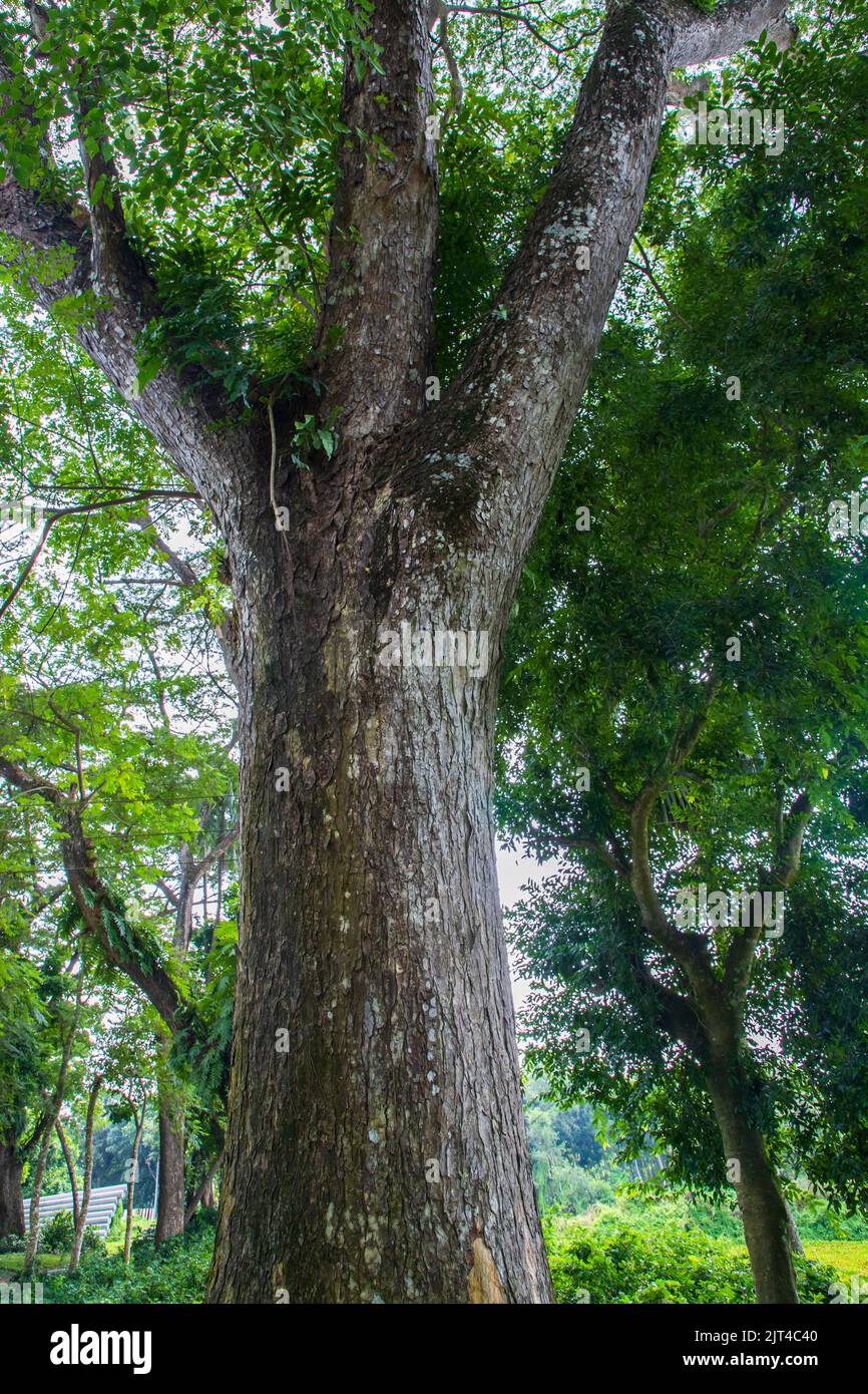 the biggest tree in the forest with a greenery view Stock Photo Alamy