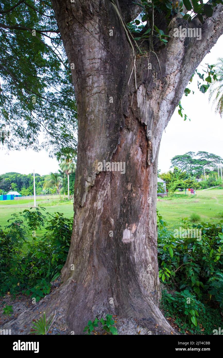 the biggest tree in the forest with a greenery view Stock Photo Alamy