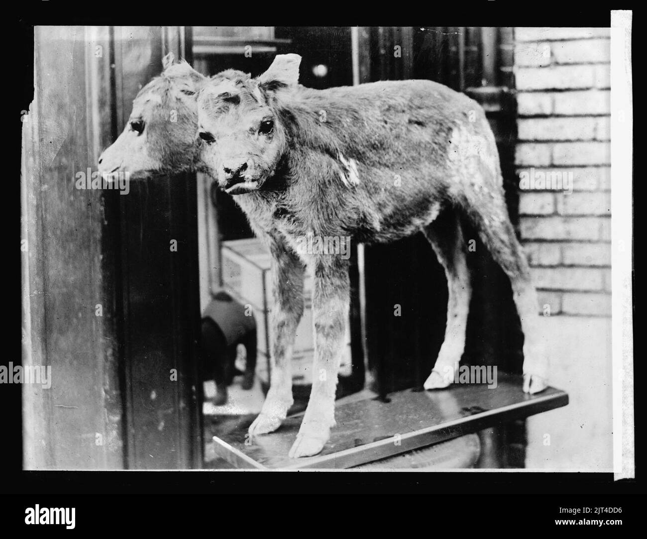 Two headed calf Stock Photo