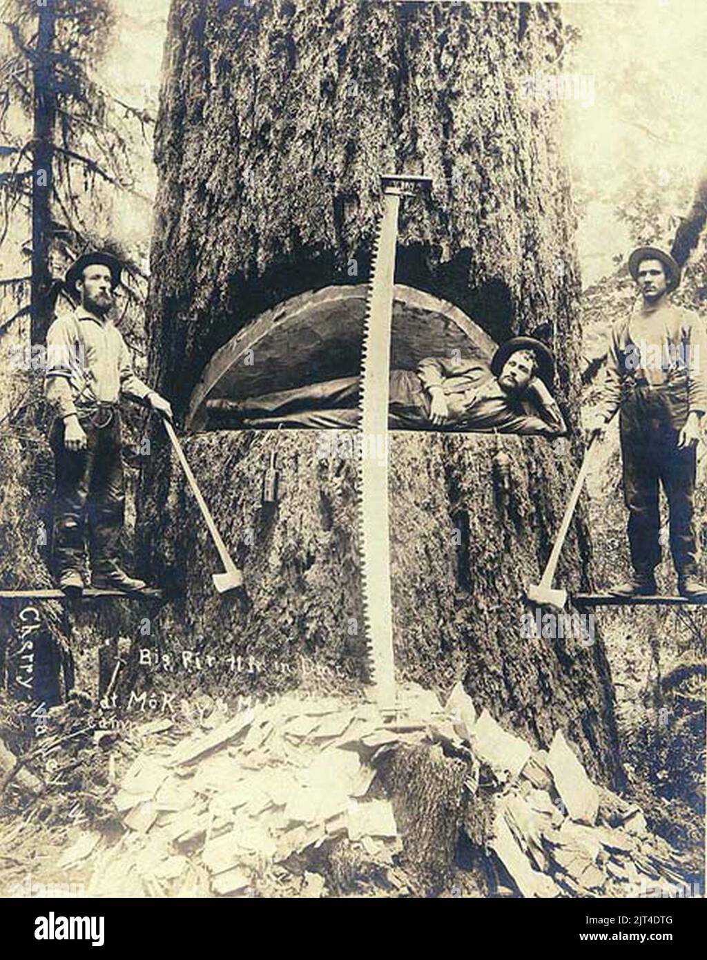 Two loggers on springboards with felling axes and crosscut saw with