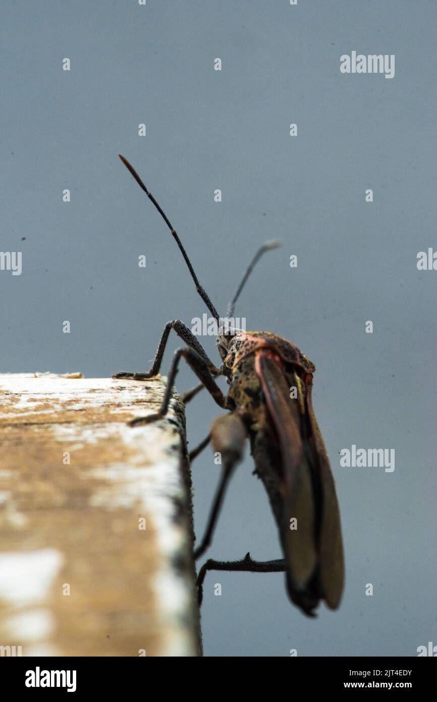 the beetle is black and gives off a terrible stench, causing fear to