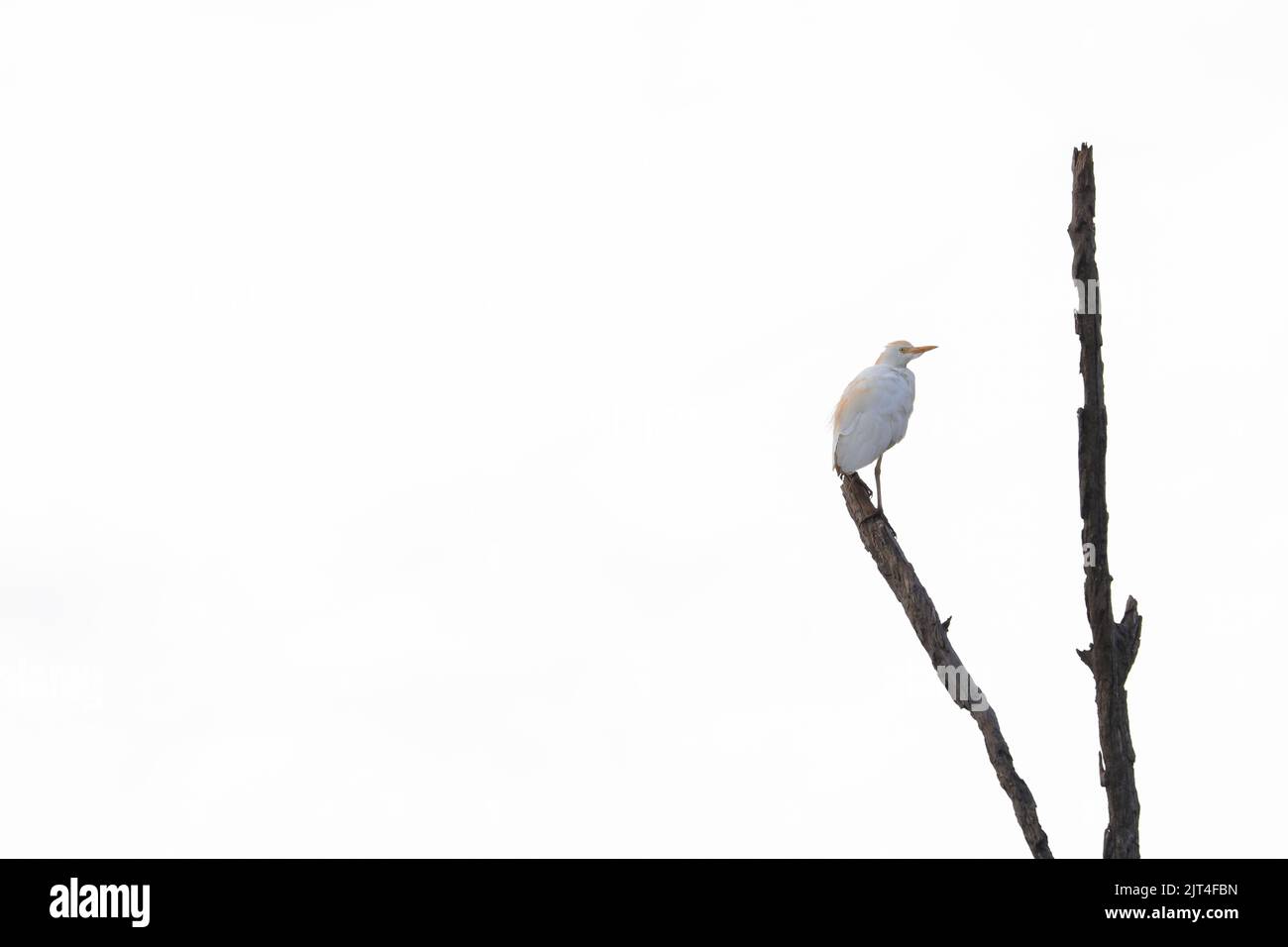 Cattle Egret Bird Perching On Dead Tree (Bubulcus ibis) Stock Photo