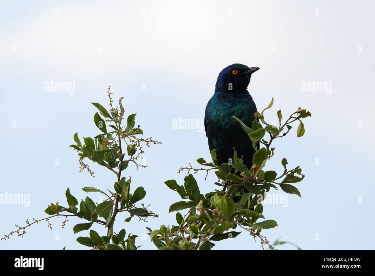 Greater Blue-Eared Starling Bird Perching On Branch (Lamprotornis chalybaeus) Stock Photo
