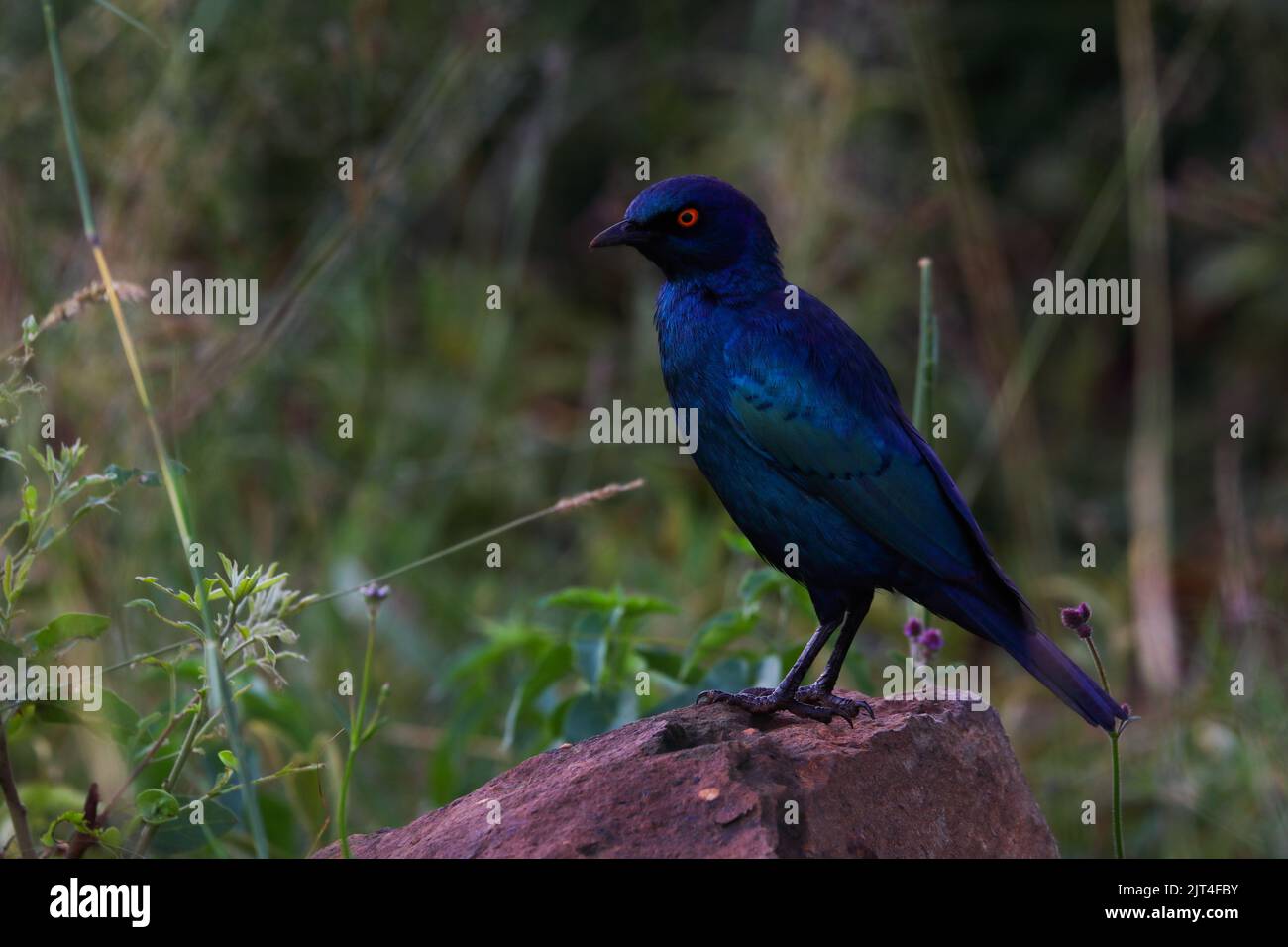 Greater Blue-Eared Starling Bird On A Rock (Lamprotornis chalybaeus) Stock Photo
