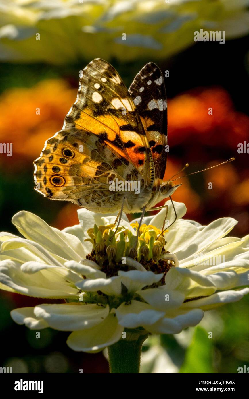 Painted lady butterfly on Zinnia Stock Photo