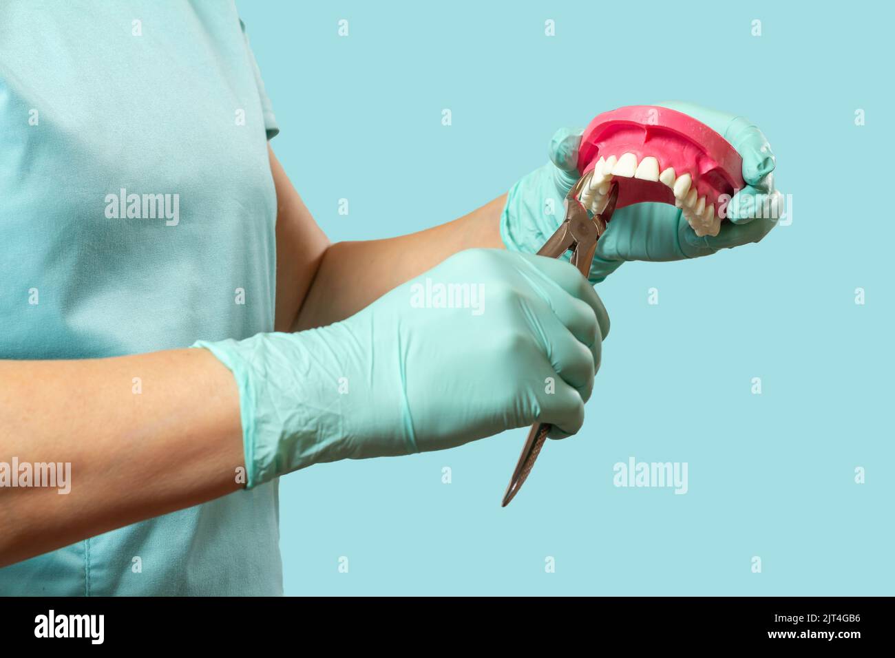 Dentist with the layout of a human jaw is showing how to extract a sick