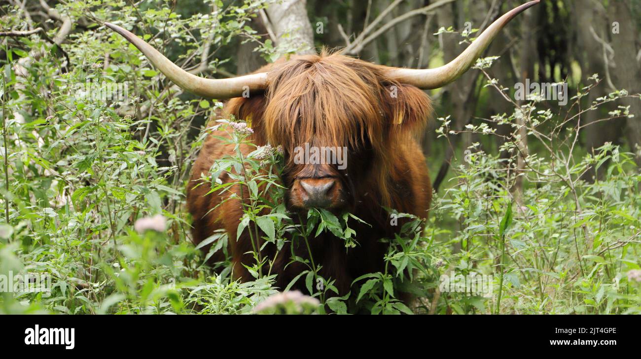 Scottish highland cattle on the meadow Stock Photo - Alamy