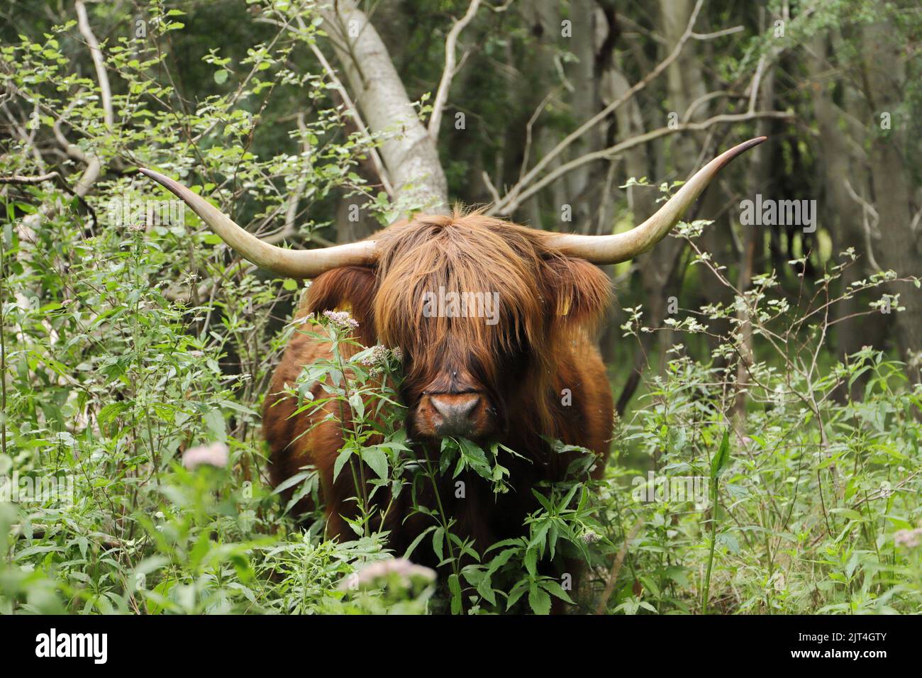 Scottish highland cattle on the meadow Stock Photo - Alamy
