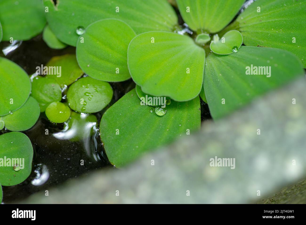 vegetables or leaves are planted on high to cool the house, the green leaves make others nostalgic for home. Stock Photo