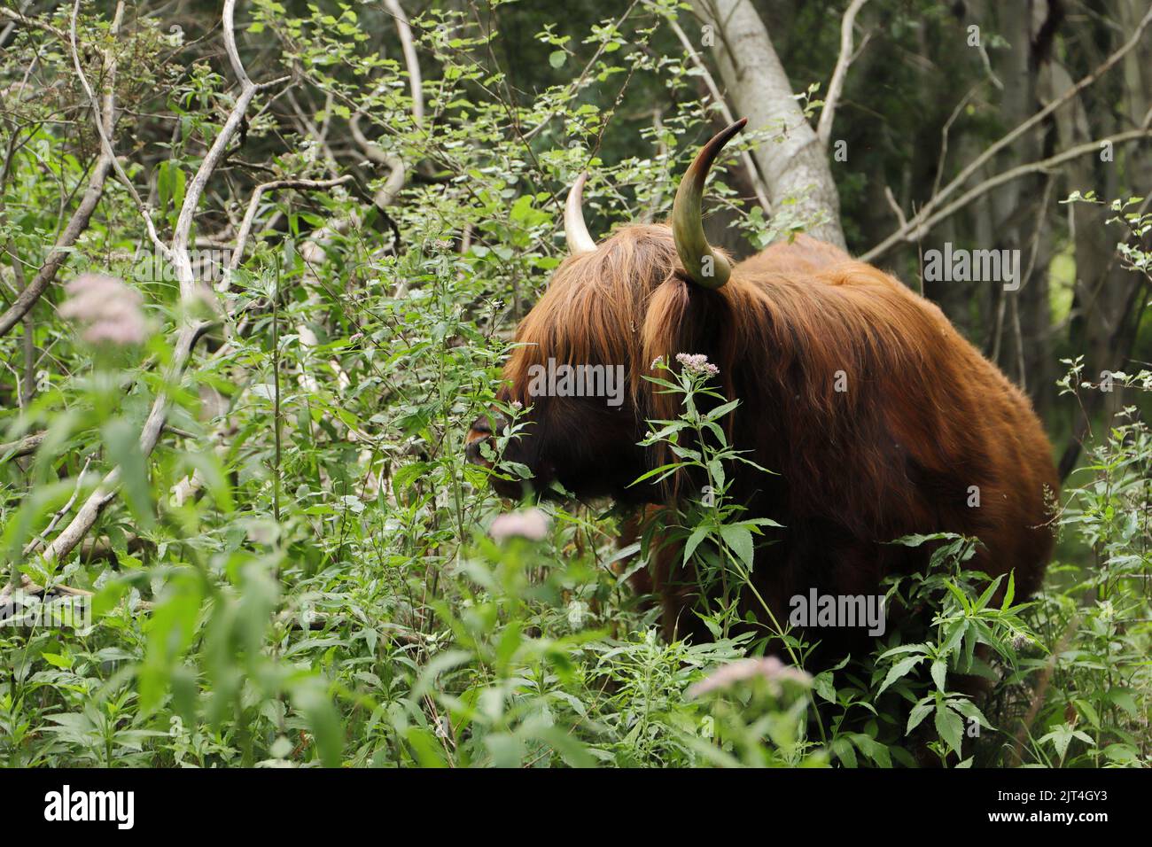 Scottish highland cattle on the meadow Stock Photo - Alamy