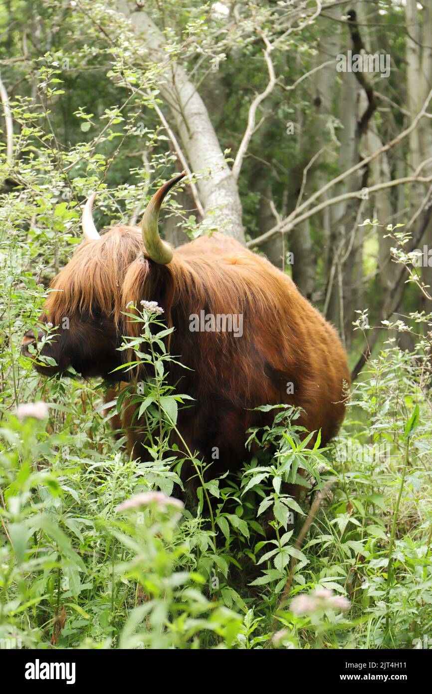 Scottish highland cattle on the meadow Stock Photo - Alamy