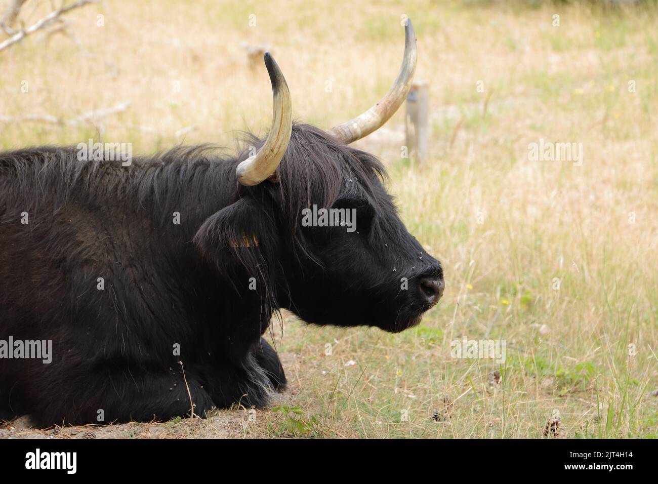 Scottish highland cattle on the meadow Stock Photo - Alamy