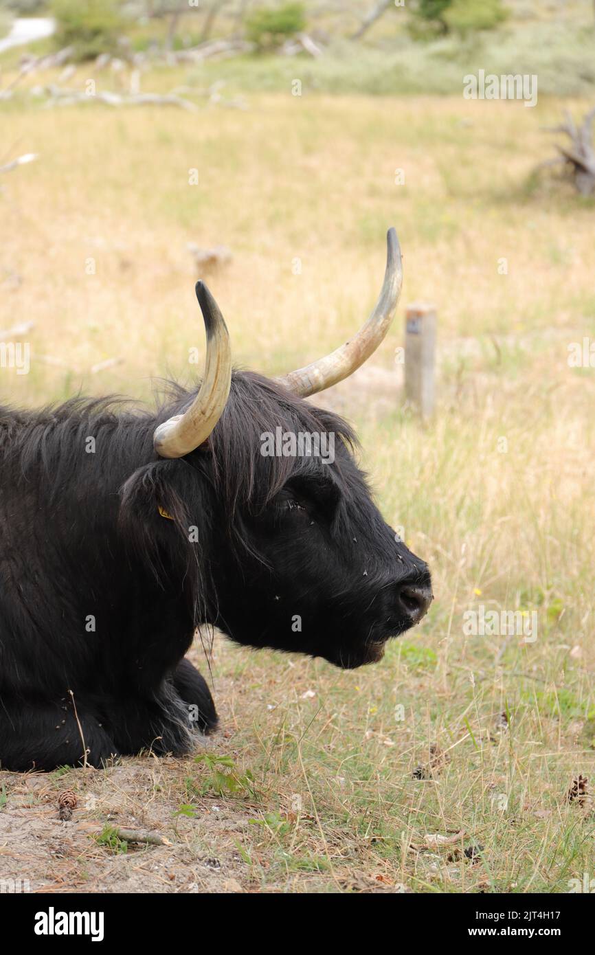 Scottish highland cattle on the meadow Stock Photo - Alamy