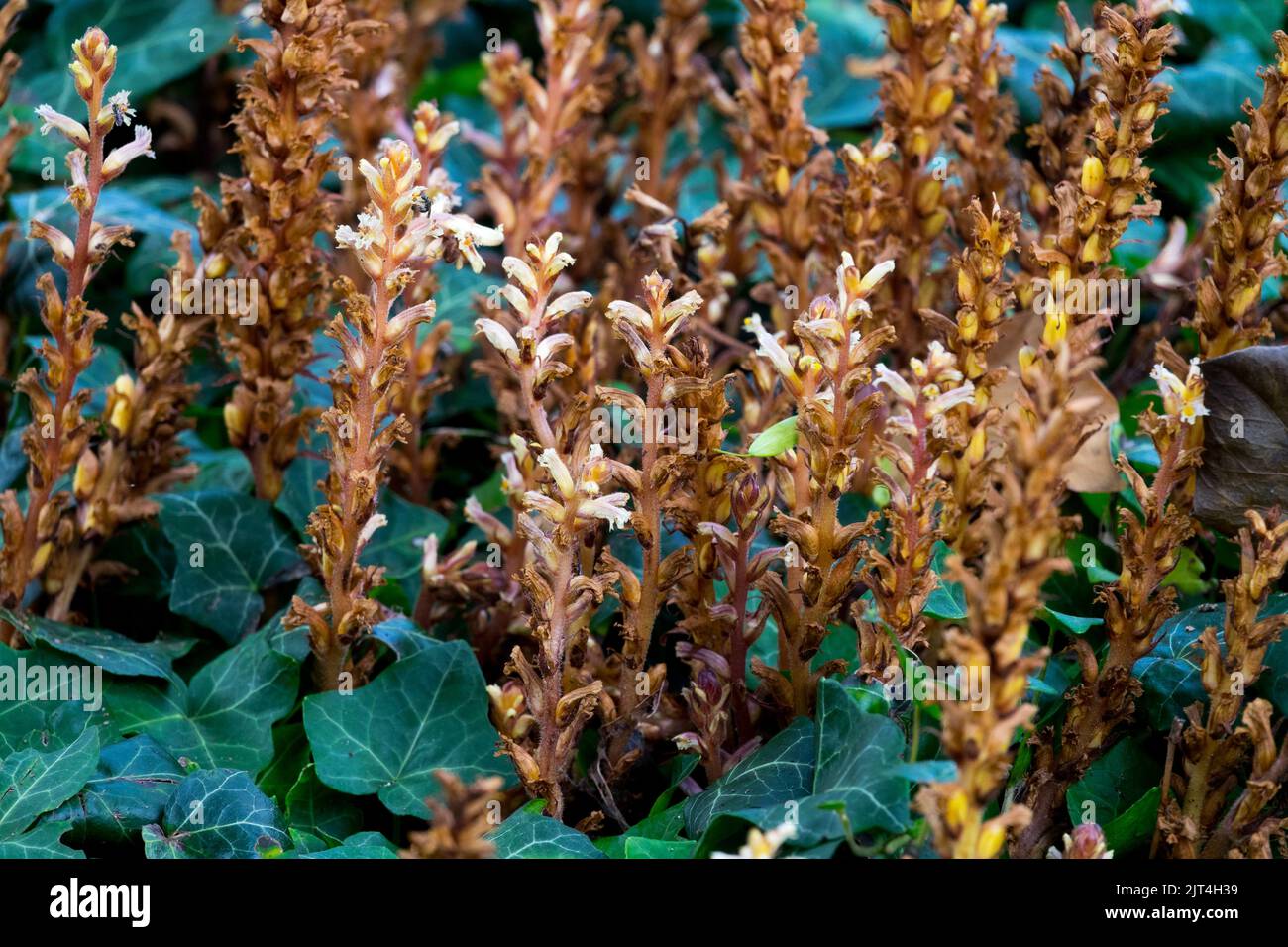 Orobanche hederae Parasite plants Ivy Hedera helix Stock Photo