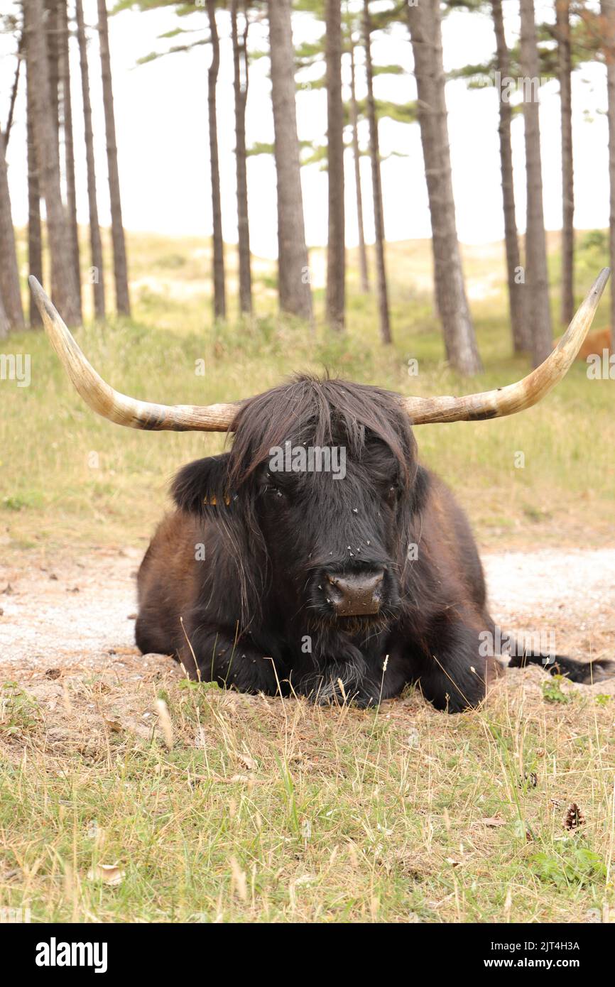Scottish highland cattle on the meadow Stock Photo - Alamy