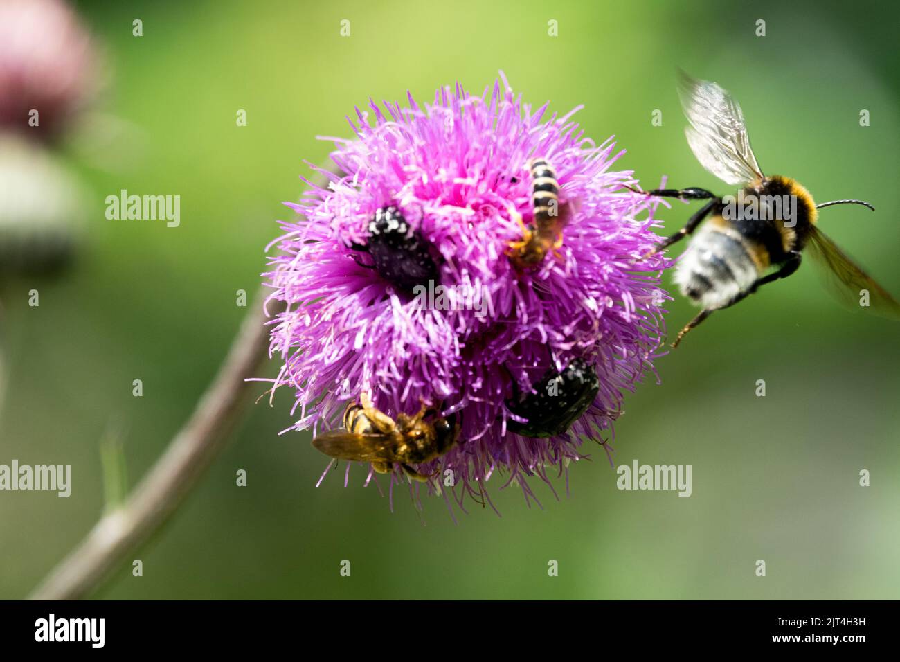 Insects on flower Flying Bumble bee, Buff-tailed bumblebee, Bugs and bees feeding in flower Queen Annes Thistle Cirsium canum Stock Photo