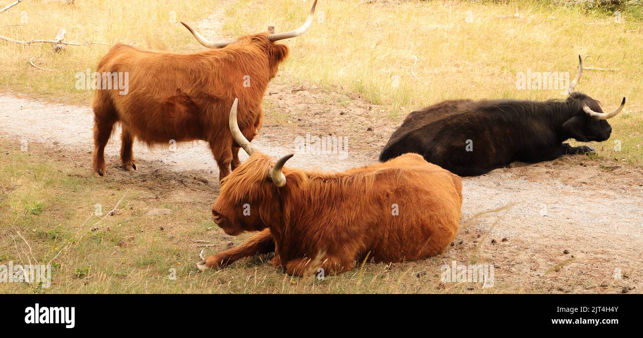 Scottish highland cattle on the meadow Stock Photo - Alamy