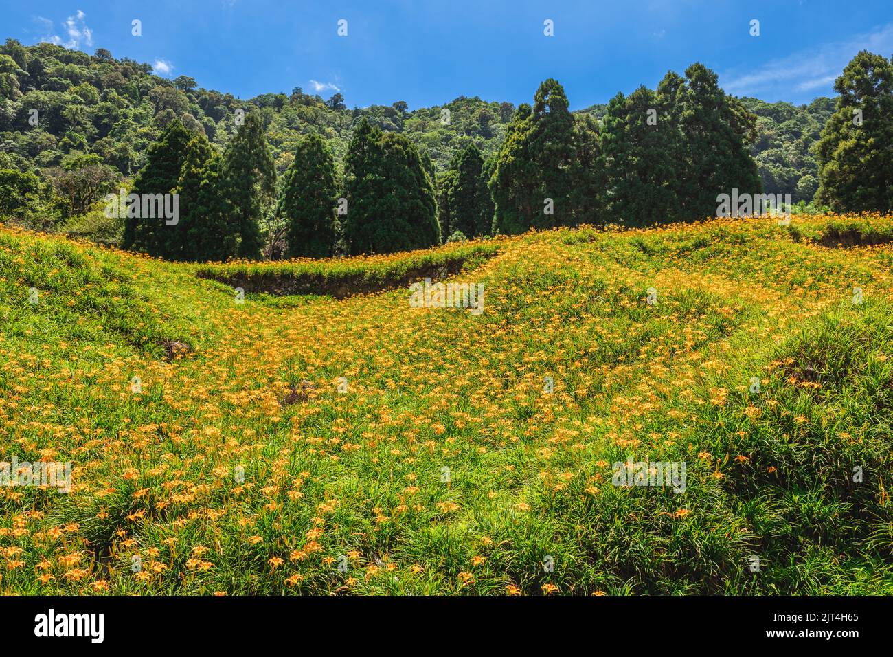 Daylily flower farm at Chike Mountain in yuli township, Hualien, Taiwan Stock Photo
