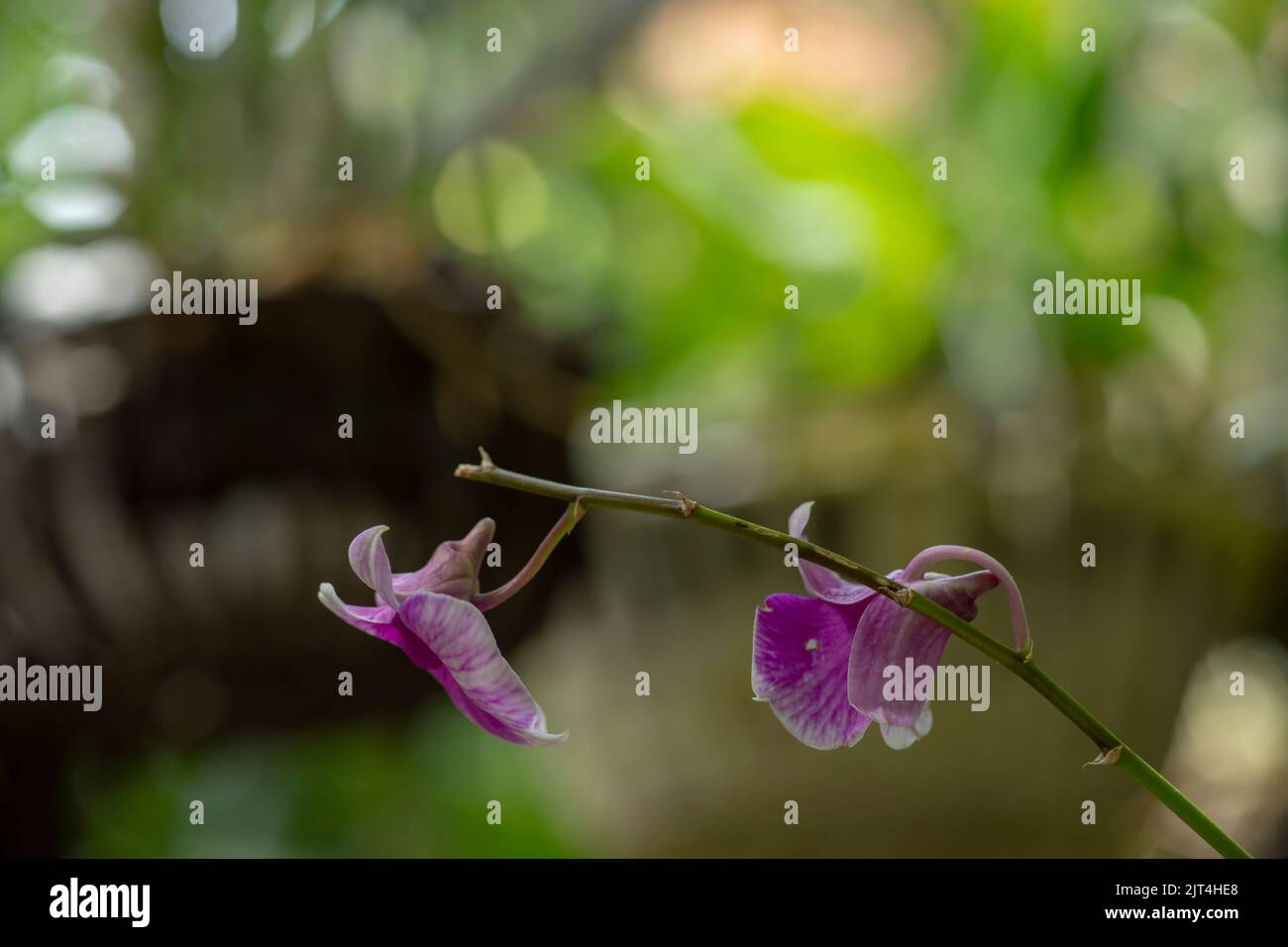 Rose garden farmers branch hires stock photography and images Alamy