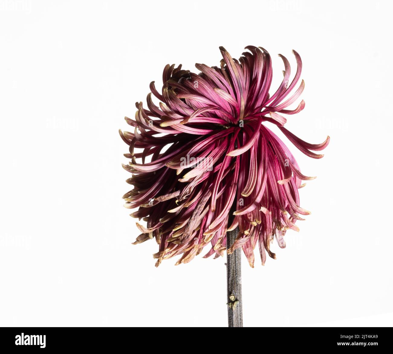 Red Chrysanthemum Flower Portrait - Part 2, Withered and Wilted Flower Stock Photo