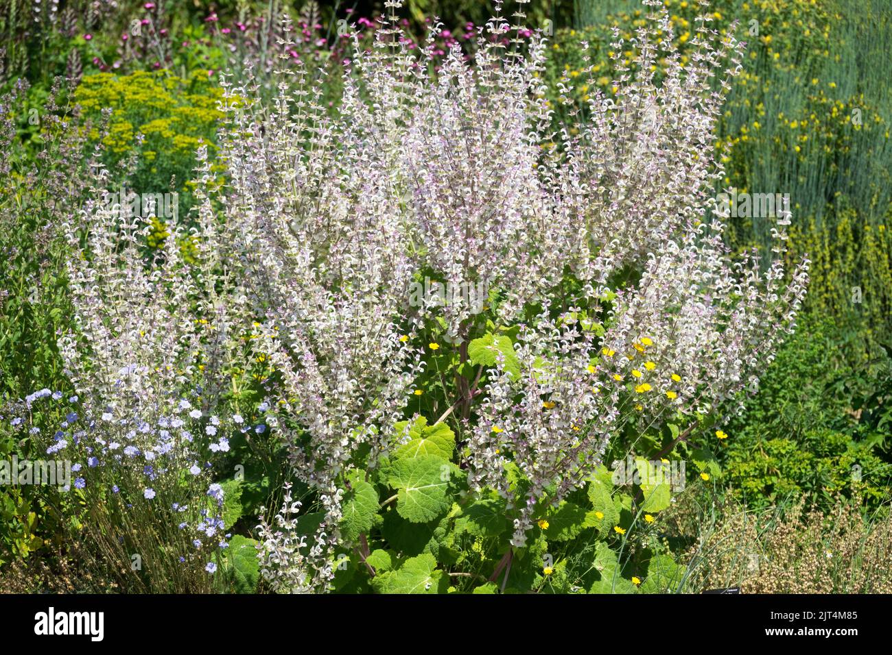 Salvia sclarea Plant Flowering in Garden Blooming Flowers, Herbaceous Salvias White Flower Hardy June perennial plants Sage Salvia season early summer Stock Photo