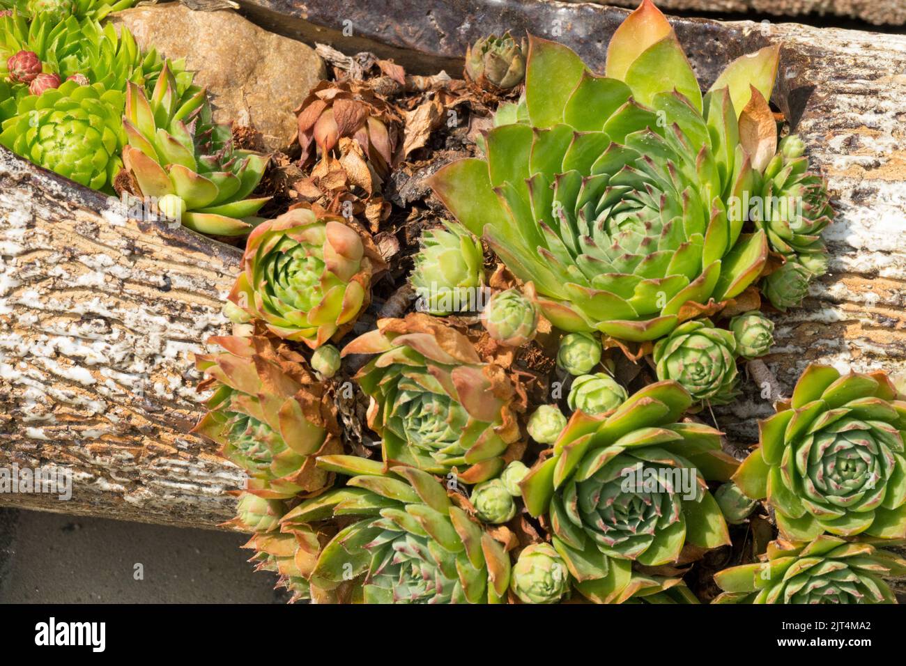 Houseleeks sempervivum growing in wooden trunk, Succulents Stock Photo