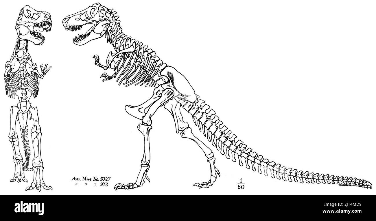 Tyrannosaurus skeletal diagram stock photo alamy