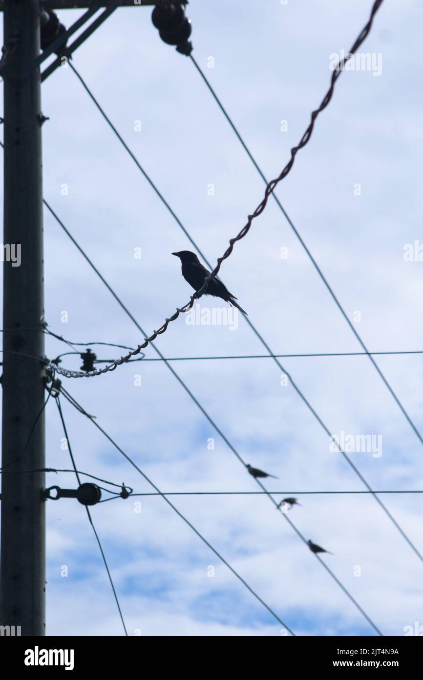 black crow Stock Photo