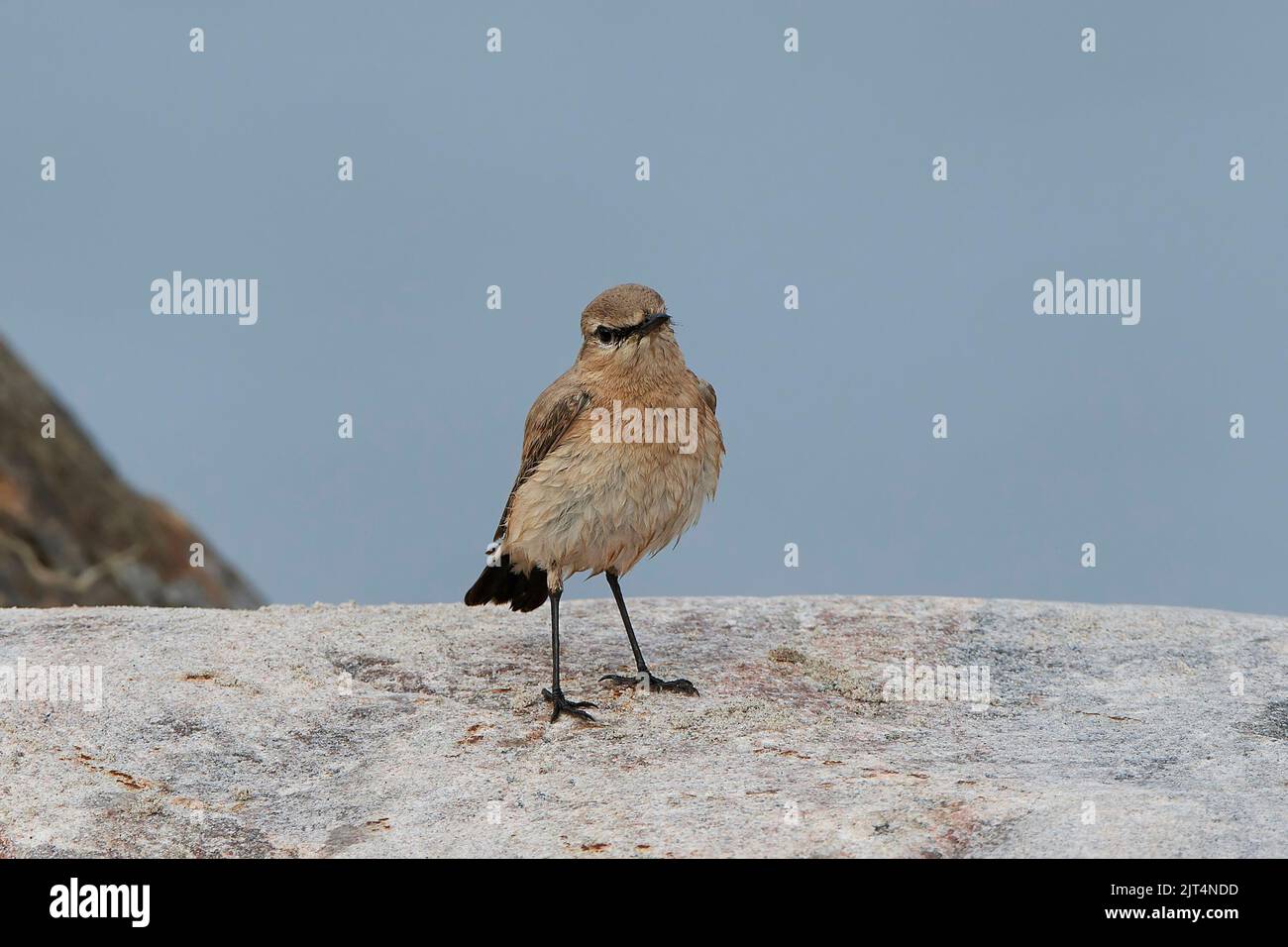 Isabelline wheatear in its natural habitat at the beach Stock Photo