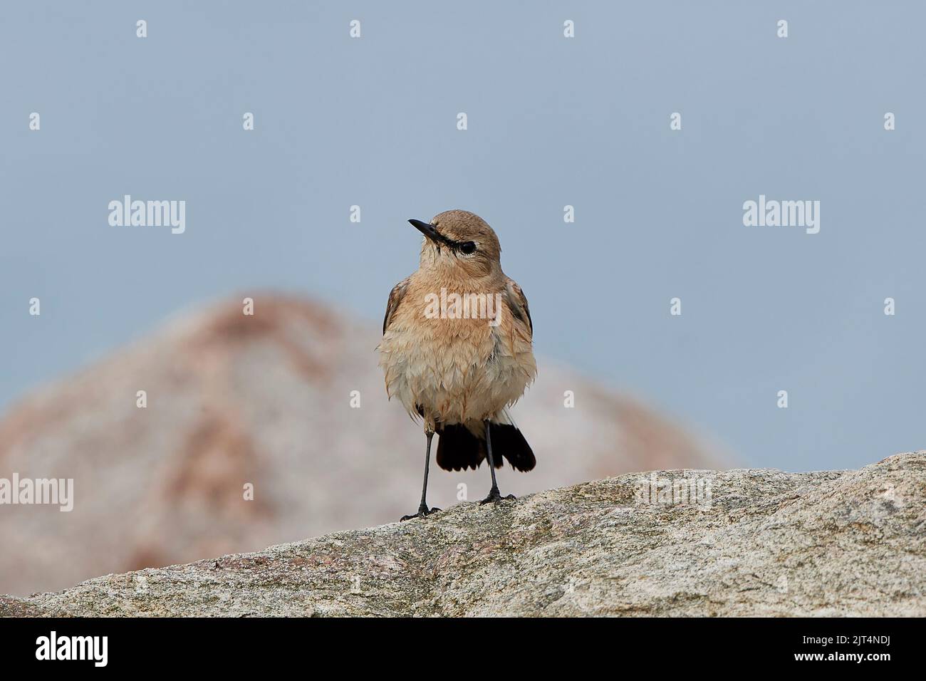 Isabelline wheatear in its natural habitat at the beach Stock Photo