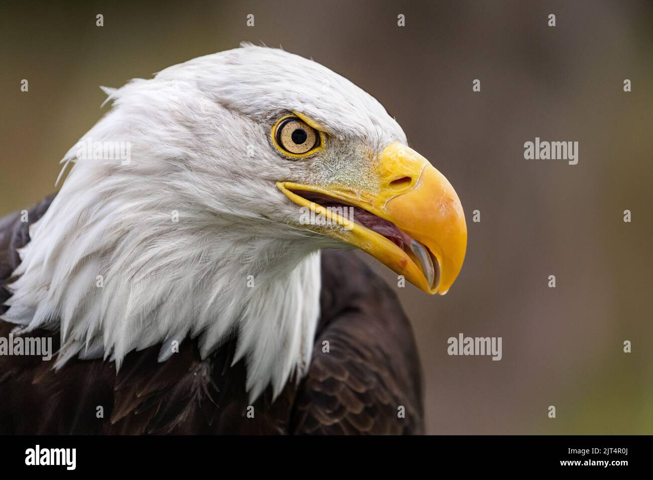 Bald Eagle Stock Photo