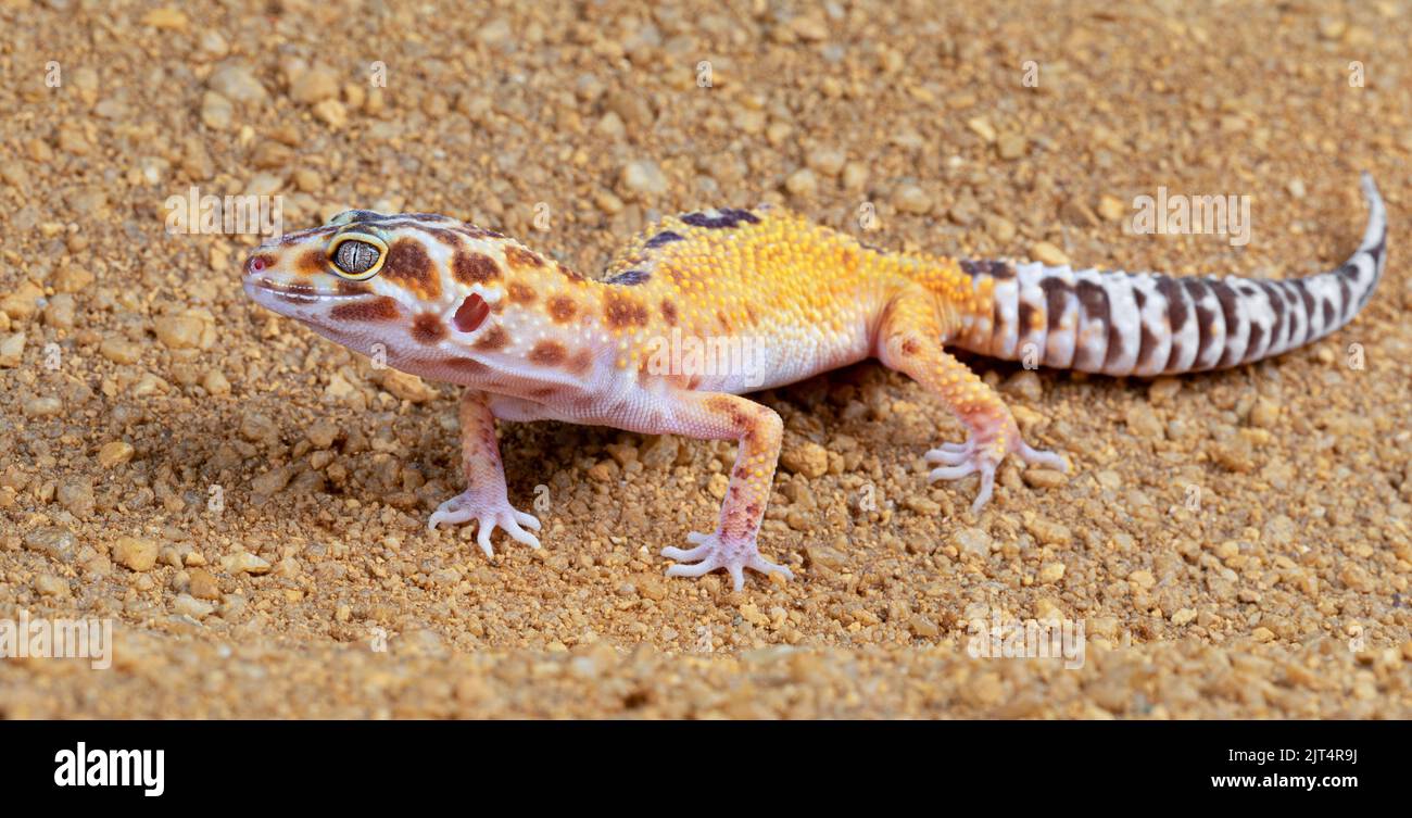 Leopard Gecko Stock Photo