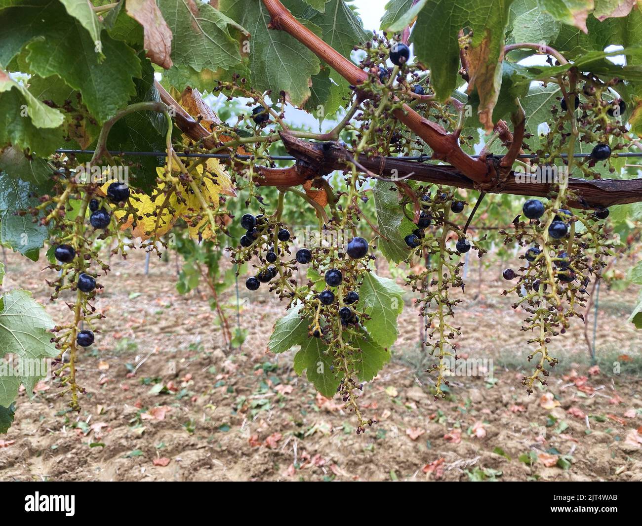 vendanges grapes merlot mechanized harvesting Stock Photo