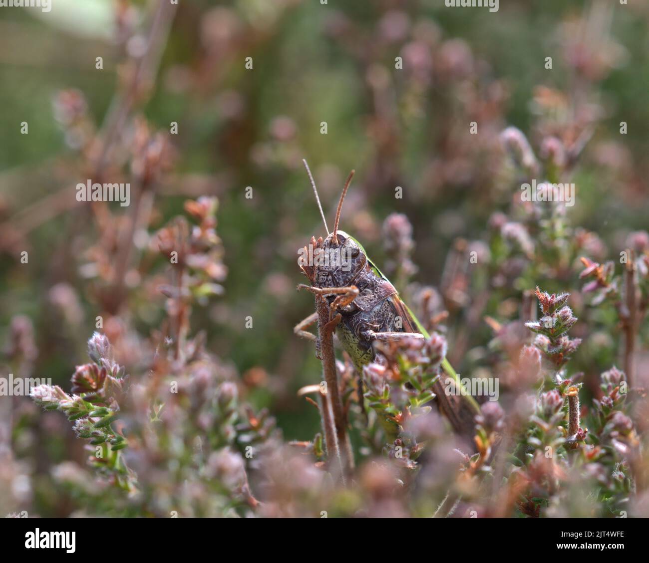 Meadow Grasshopper - Chorthippus parallelus Stock Photo