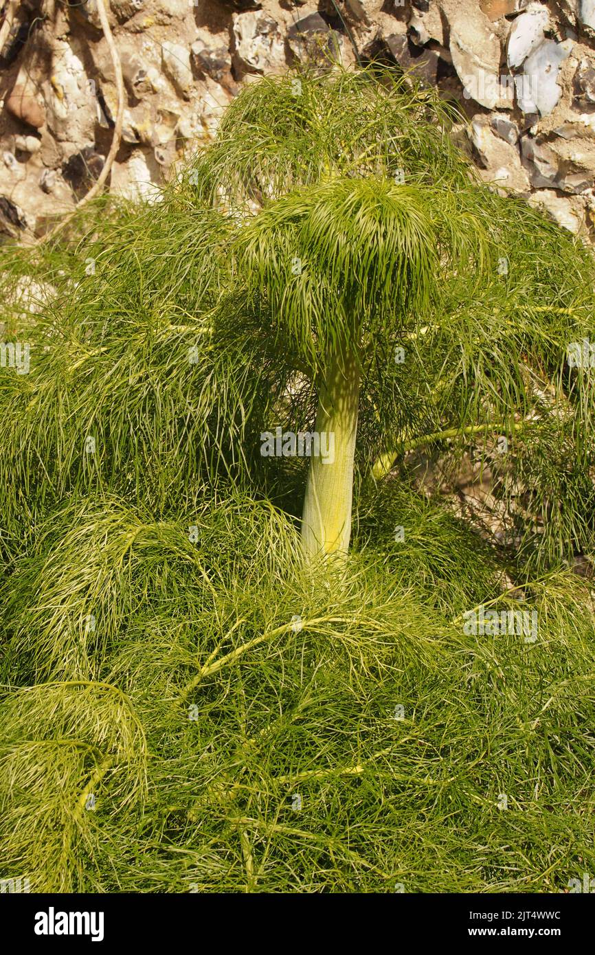 A large fennel plant in Brandon Country Park garden, Suffolk, showing vigorous growth Stock Photo
